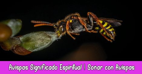 Avispas Significado Espiritual | Soñar con Avispas | Tótem Avispa