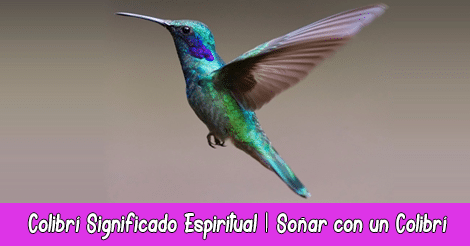 Colibrí Significado Espiritual | Soñar con un Colibrí | Tótem Animal Colibrí