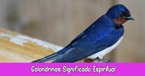 Golondrinas Significado Espiritual | Soñar con Golondrinas | Tótem Golondrina