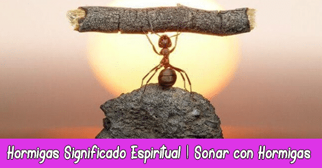 Hormigas Significado Espiritual | Soñar con Hormigas | Tótem Hormiga