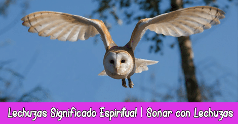 Lechuzas Significado Espiritual | Soñar con Lechuzas | Totém Lechuza