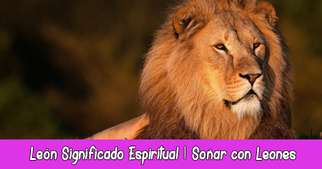 León Significado Espiritual | Soñar con Leones | Tótem León