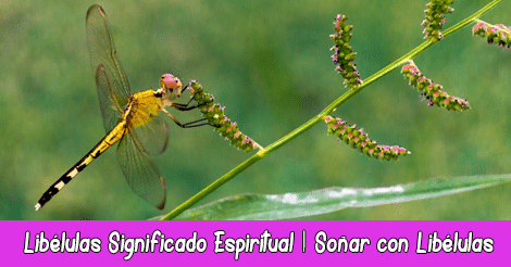 Libélulas Significado Espiritual | Soñar con Libélulas | Totém Animal Libélula