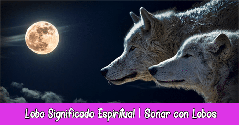 Lobo Significado Espiritual | Soñar con Lobos | Totém Lobo
