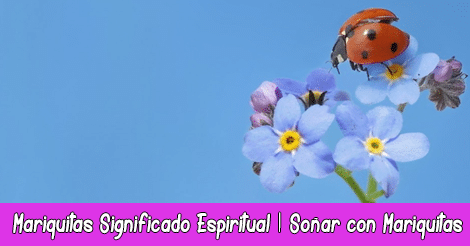 Mariquitas Significado Espiritual | Soñar con Mariquitas | Totém Animal Mariquita