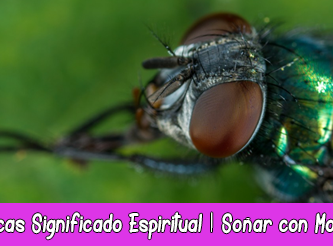 Moscas Significado Espiritual | Soñar con moscas | Totém Animal Mosca