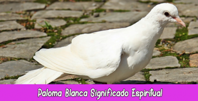 Paloma Blanca Significado Espiritual | Soñar con Palomas