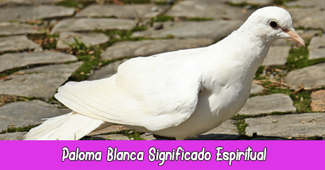 Paloma Blanca Significado Espiritual | Soñar con Palomas | Tótem Paloma