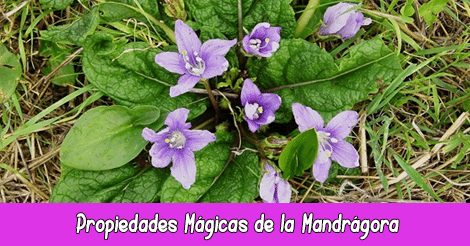 Propiedades Mágicas de la Mandrágora
