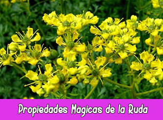 Propiedades Mágicas de la Ruda