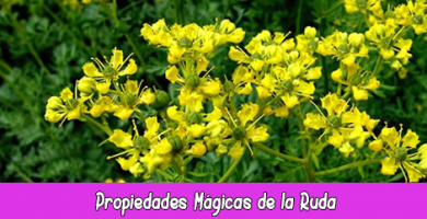 Propiedades Mágicas de la Ruda
