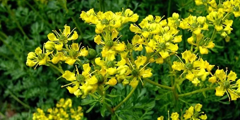 Propiedades Mágicas de la Ruda