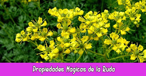 Propiedades Mágicas de la Ruda