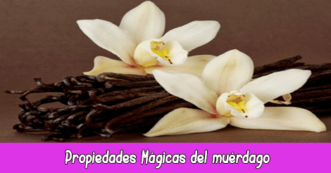 Propiedades Mágicas de la Vainilla