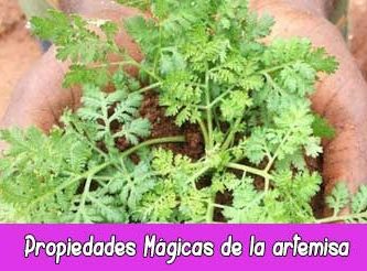 Propiedades Mágicas de la Agrimonia