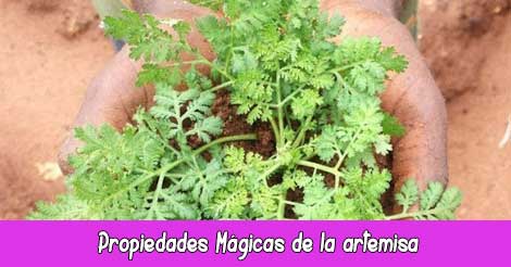 Propiedades Mágicas de la Agrimonia