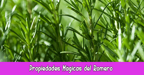 Propiedades Mágicas del Romero