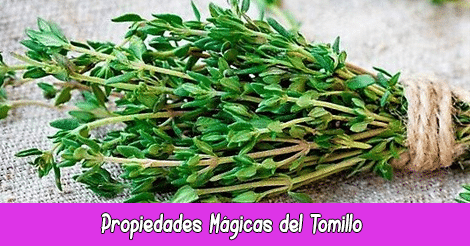 Propiedades Mágicas del Tomillo