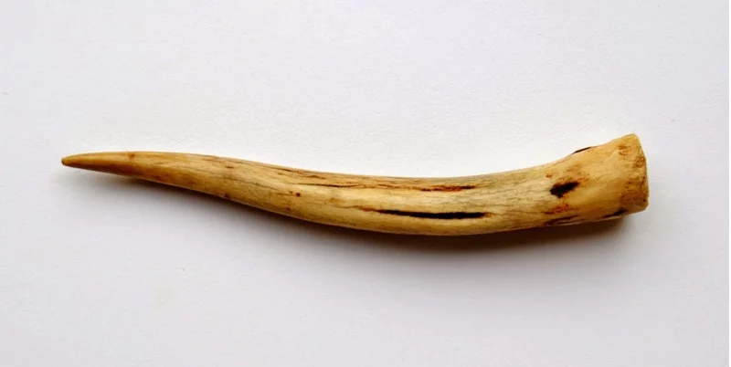 Propiedades Mágicas del cuerno de ciervo