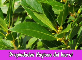 Propiedades Mágicas del Laurel