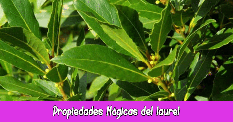 Propiedades Mágicas del Laurel