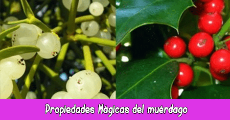 Propiedades Mágicas del muérdago