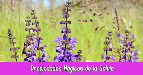 Propiedades Mágicas de la Salvia