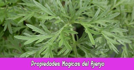 Propiedades Mágicas del Ajenjo