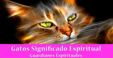 Gatos significado espiritual