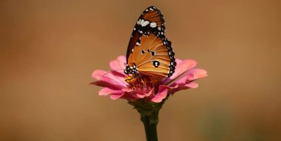 significado espiritual de las mariposas
