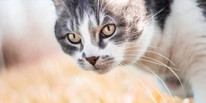 significado espiritual de los gatos