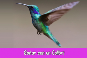 soñar con un colibrí