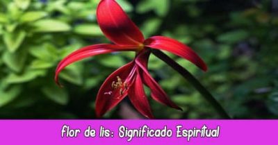 Flor de Lis Significado Espiritual, Esotérico y Simbólico