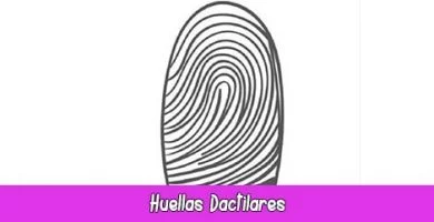 Huellas Dactilares | Quiromancia: Lectura de Manos