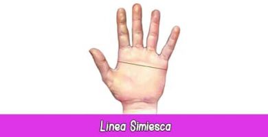 Línea Simiesca | Quiromancia: Lectura de Manos