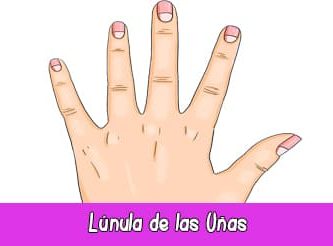 Lúnula de las Uñas | Quiromancia: Lectura de Manos