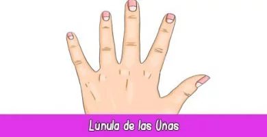 Lúnula de las Uñas | Quiromancia: Lectura de Manos