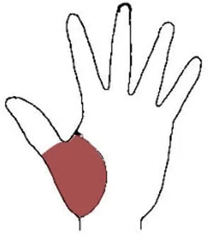 monte de venus quiromancia