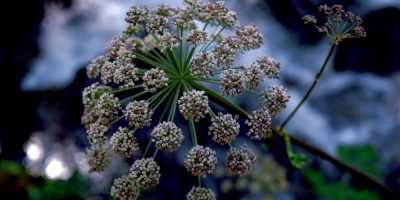 Aceite esencial de Angélica | Beneficios y Propiedades para la Salud