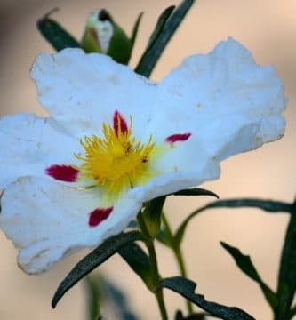 Aceite esencial de Ládano | Beneficios y Propiedades para la Salud