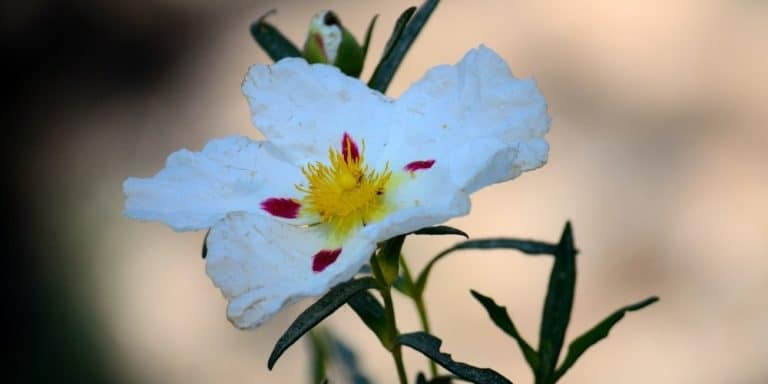 Aceite esencial de Ládano | Beneficios y Propiedades para la Salud
