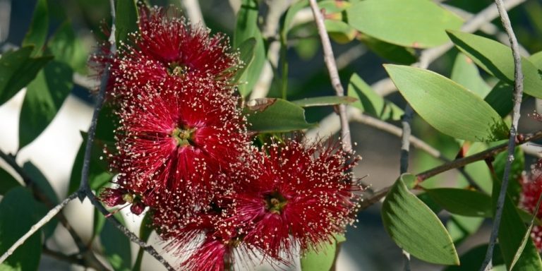 Aceite esencial de Niaouli | Beneficios y Propiedades para la Salud