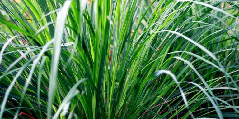 Aceite esencial de Palmarosa | Beneficios y Propiedades para la Salud
