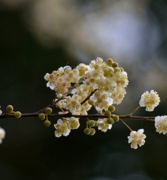 Aceite esencial de Verbena Exótica | Beneficios y Propiedades para la Salud