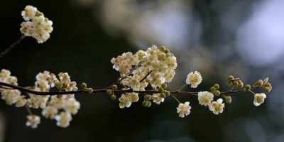 Aceite esencial de Verbena Exótica | Beneficios y Propiedades para la Salud