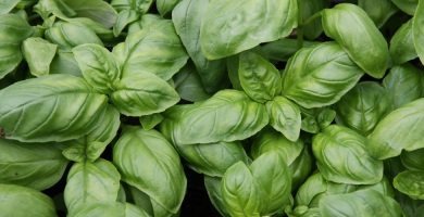 Aceite esencial de Albahaca | Beneficios y Propiedades para la Salud