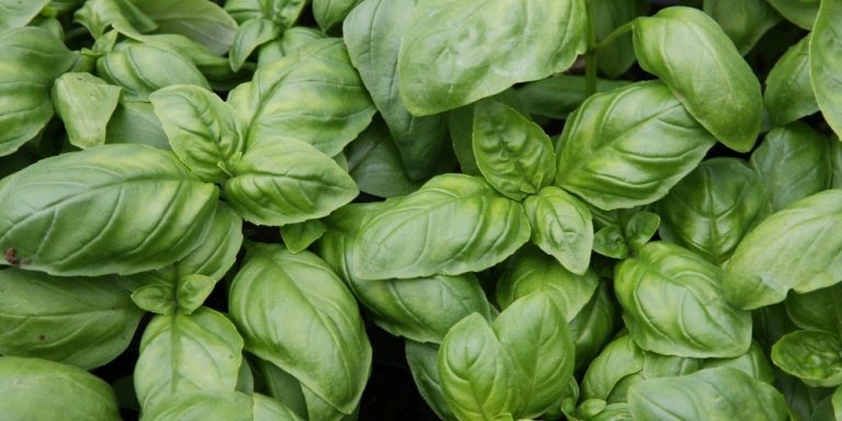 Aceite esencial de Albahaca | Beneficios y Propiedades para la Salud