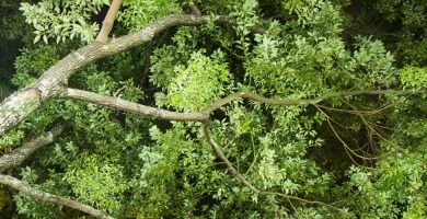 Aceite esencial de Alcanfor Blanco | Beneficios y Propiedades para la Salud