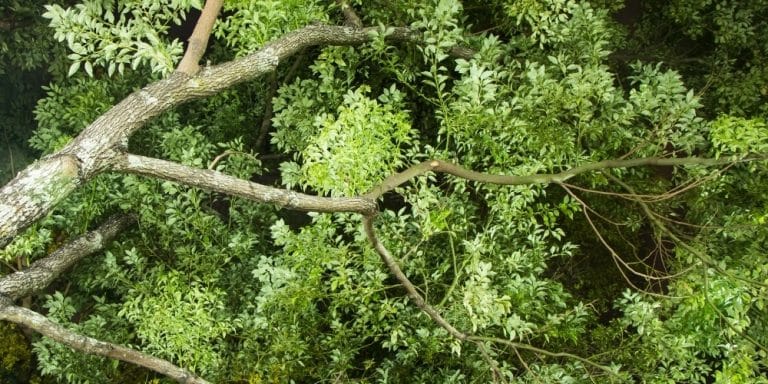 Aceite esencial de Alcanfor Blanco | Beneficios y Propiedades para la Salud