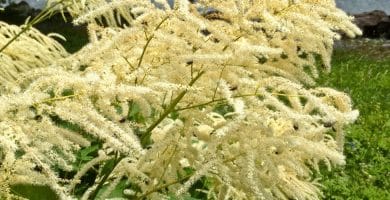 Aceite esencial de Cajeput | Beneficios y Propiedades para la Salud